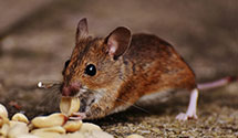 24 Hour & Emergency Exterminators in University Of The Pacific, CA